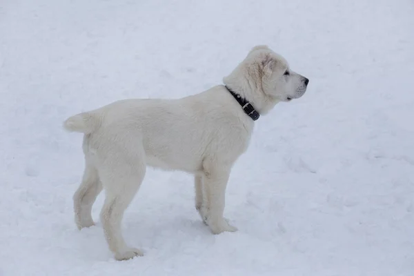 Cute Central Asian Shepherd Dog Puppy Standing White Snow Winter — Stock Photo, Image