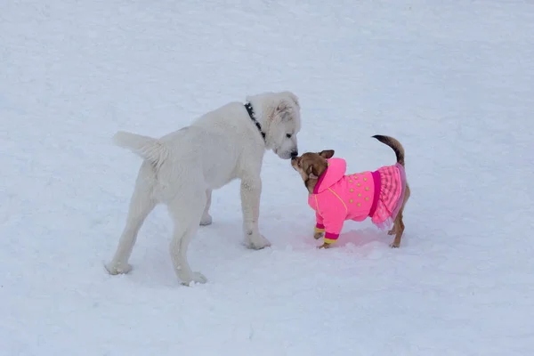 中央アジアの羊飼いの犬の子犬とChihuahua子犬は冬の公園で白い雪の上に立っている ペット動物 — ストック写真