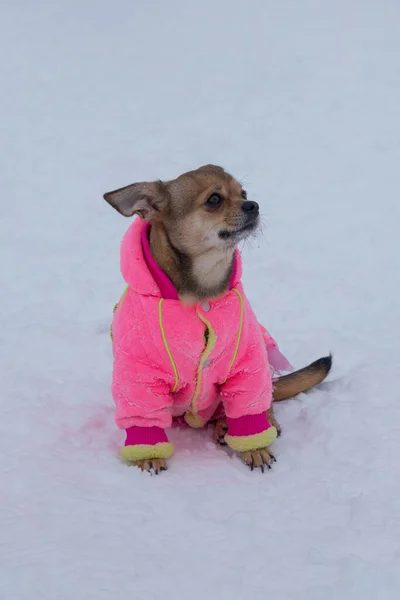 Bonito Cachorro Chihuahua Roupas Estimação Está Sentado Uma Neve Branca — Fotografia de Stock