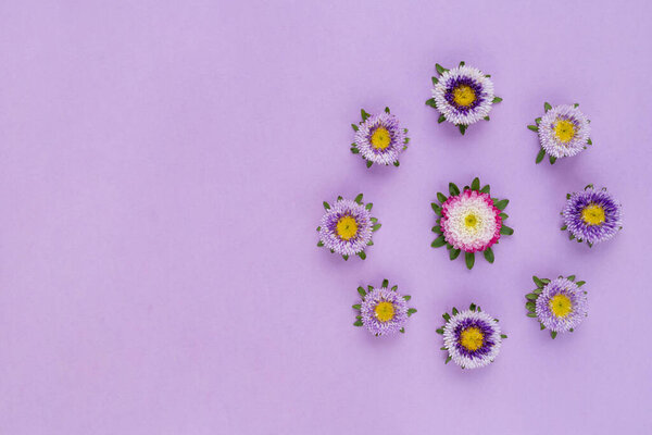 Flowers circle from callistephus chinensis. Isolated on a violet background. Can be used for banners, invitations, postcards. Flat lay.