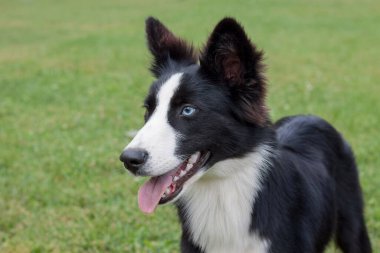Farklı gözleri olan sevimli Yakutian laika yavrusu yeşil çimlerin üzerinde duruyor. Evcil hayvanlar. Safkan köpek..