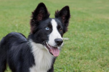 Farklı gözleri olan sevimli Yakutian laika yavrusu. Evcil hayvanlar. Safkan köpek..