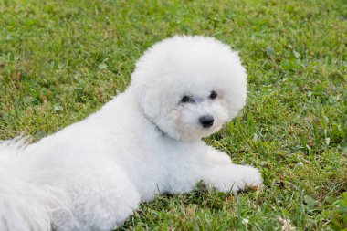 Şirin bizon friz yeşil bir çayırda yatıyor. Safkan köpek. Evcil hayvanlar..