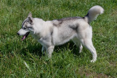 Şirin Sibirya kurdu bir bahar çayırında duruyor. Evcil hayvanlar. Safkan köpek..