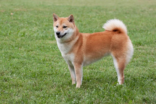 Red Shiba Inu Στέκεται Ένα Πράσινο Λιβάδι Ζώα Συντροφιάς Σκύλος — Φωτογραφία Αρχείου