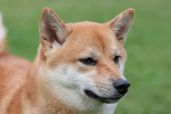 Söt Röd Shiba Inu Närbild Sällskapsdjur Purebred Hund — Stockfoto