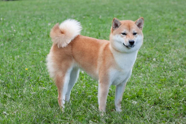 Şirin Kırmızı Shiba Inu Yeşil Çimlerin Üzerinde Duruyor Evcil Hayvanlar — Stok fotoğraf