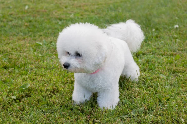 Söt Bichon Frise Står Det Gröna Gräset Sällskapsdjur Renrasiga Hundar — Stockfoto