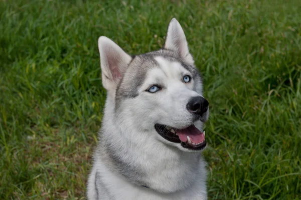 Lindo Husky Siberiano Está Sentado Prado Primavera Animales Compañía Perro —  Fotos de Stock