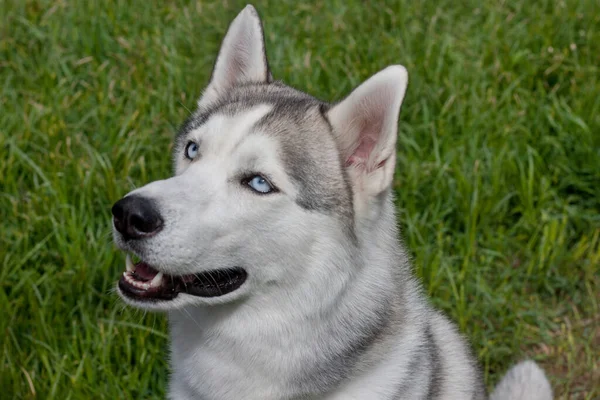 Cute Siberian Husky Sitting Spring Meadow Close Pet Animals Purebred Stock Picture