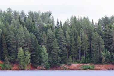 Güzel mavi bir nehrin kıyısında yeşil orman büyüyor. Doğayı yaşa.
