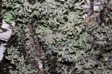 Bir ağaç gövdesinde bir grup farklı aptal büyüyor. Parmelia sulcata. Parazit bitkisi. Doğayı yaşa.