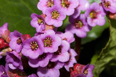 Bergenia 'nın güzel mor çiçekleri bir bahar bahçesinde yetişiyor. Kapatın. Bergenia cordifolia purpurea. Doğanın Uyanışı.