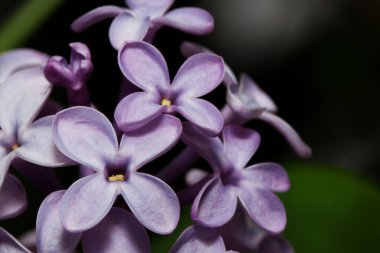 Genç leylak yeşil bir çayırda çiçek açıyor. Doğayı yaşa.
