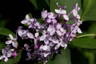 Çiçekli genç leylak bahar güneşinin parlak ışınlarında parlar. Doğada güzellik.