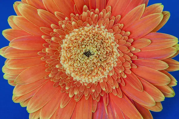 Schöne Orangefarbene Gerbera Auf Blauem Hintergrund Nahaufnahme Natur Erleben — Stockfoto