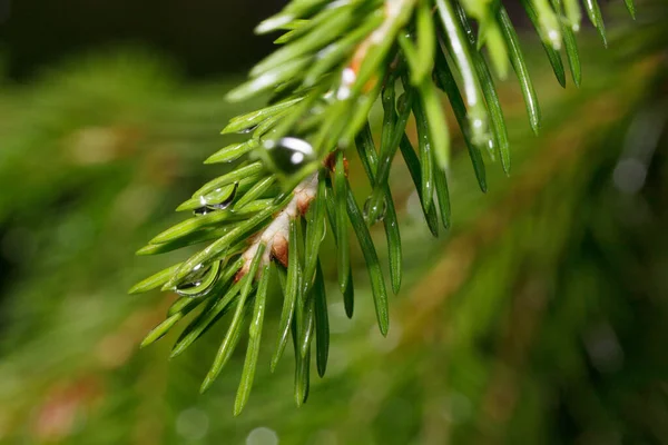 Grön Kvist Tall Med Droppar Sommarregn Nära Håll Levande Natur — Stockfoto