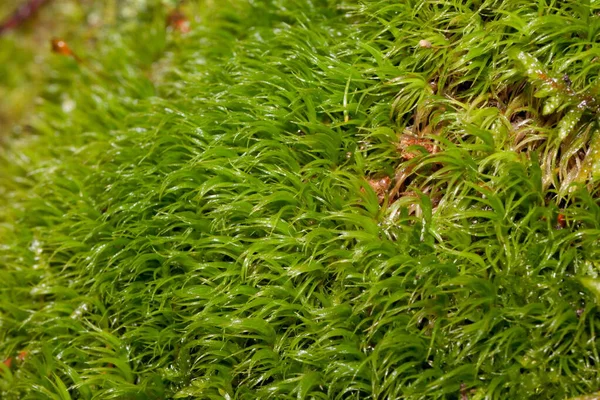 緑の苔は古い切り株の近くで成長しています 寄生植物 生きている自然 — ストック写真