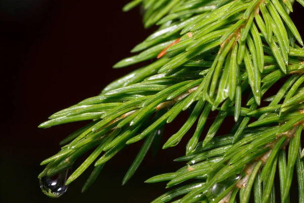 夏の雨の後に水の滴と松の緑の小枝 生きている自然 — ストック写真