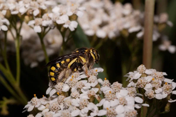 Pszczoła Wełny Europejskiej Siedzi Małych Białych Kwiatkach Anthidium Manicatum Zwierzęta — Zdjęcie stockowe