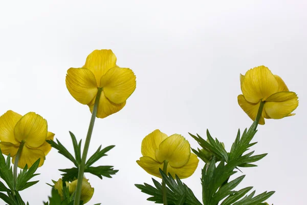 Eine Gruppe Schöner Globenblumen Isoliert Auf Weißem Hintergrund Ansicht Von — Stockfoto