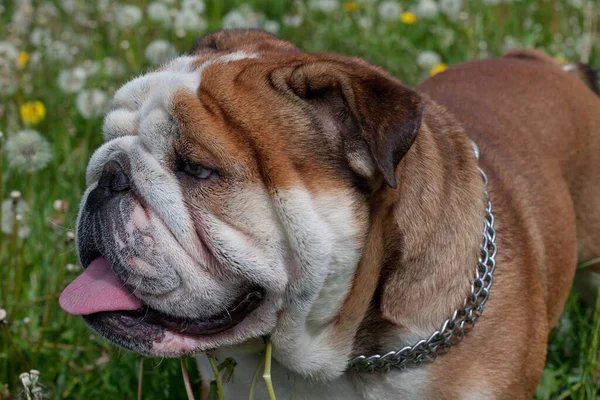 Söt Engelsk Bulldog Står Våräng Sällskapsdjur — Stockfoto