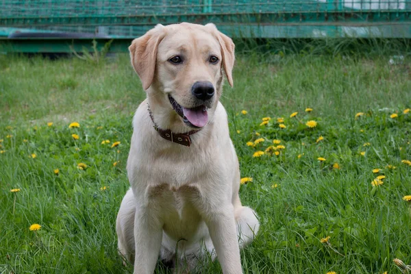 Simpatico Labrador Retriever Seduto Prato Verde Animali Compagnia Cane Razza — Foto Stock