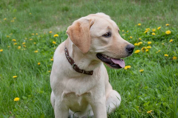 Labrador Retriever Bonito Está Sentado Prado Florescente Animais Estimação Cão — Fotografia de Stock