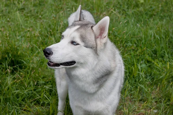 Husky Siberiano Está Num Prado Verde Animais Estimação Cão Raça — Fotografia de Stock