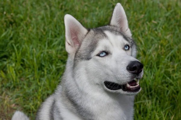 Sibirien Husky Sitter Blommande Äng Närbild Sällskapsdjur — Stockfoto