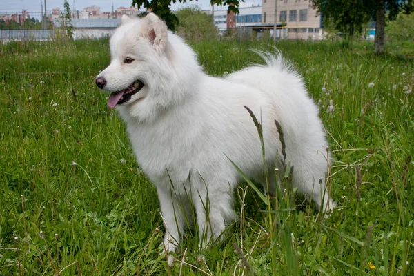 同じ犬が緑の草の中に立っている Samoiedskaya SobaakaまたはNentetskaya Laika ペット動物 — ストック写真