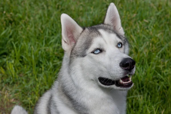 Siberian Husky Sitting Blooming Meadow Close Pet Animals Royalty Free Stock Photos