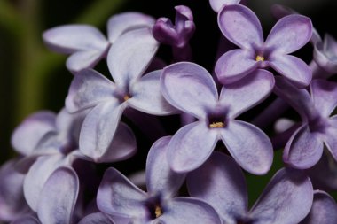 Bahar ormanında çiçek açan genç leylak. Kapatın. Doğada güzellik.
