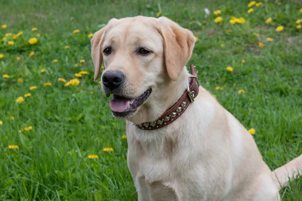 Simpatico Labrador Retriever Seduto Prato Verde Animali Compagnia Cane Razza — Foto Stock