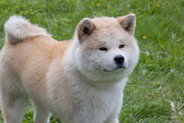 Leuke Akita Inu Staat Een Bloeiende Weide Akita Ken Japanse — Stockfoto