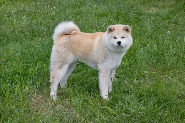 可愛い秋田犬がカメラを見ている 秋田県または日本の秋田 ペット動物 — ストック写真