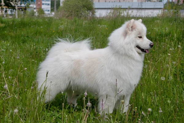 Samoyed Kutya Áll Egy Zöld Réten Háziállatok — Stock Fotó