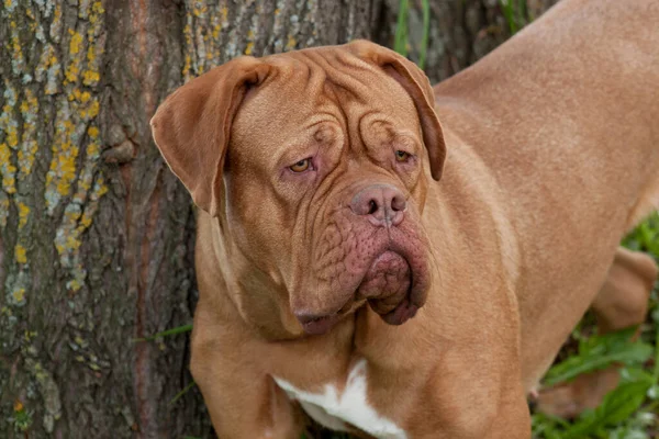Niedliche Bordeaux Dogge Steht Neben Einem Großen Baum Haustiere — Stockfoto