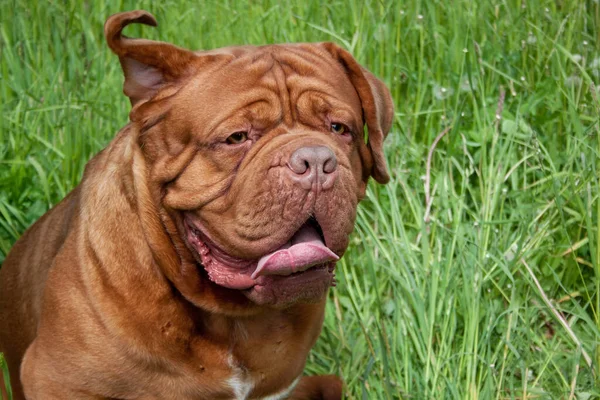 Söt Bordeaux Mastiff Står Ett Grönt Gräs Sällskapsdjur — Stockfoto