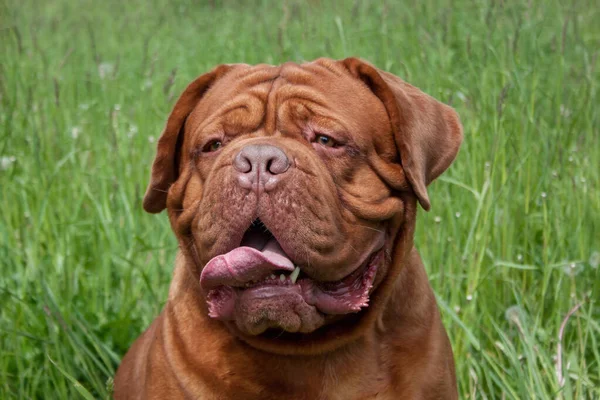 Vuxen Bordeaux Mastiff Nära Håll Fransk Mastiff Eller Bordeauxdog Sällskapsdjur — Stockfoto