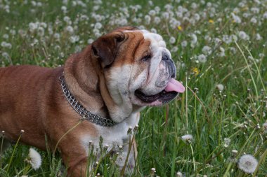 İngiliz bulldog yeşil bir çayırda duruyor. Çiçekli karahindiba tarlası. Evcil hayvanlar..