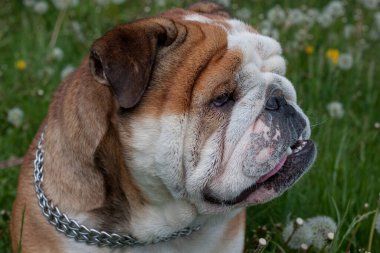 İngiliz bulldog bir bahar çayırında duruyor. Kapatın. Evcil hayvanlar..