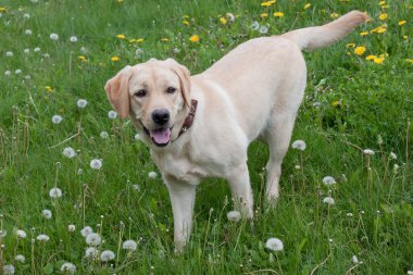 Şirin Labrador Retriever yeşil bir çayırda duruyor. Evcil hayvanlar. Safkan köpek..