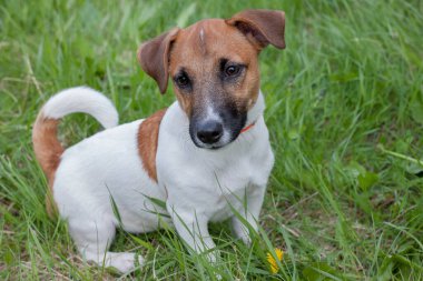 Yakından şirin Jack Russell Terrier köpeği. Evcil hayvanlar. Bahar Uyanış Doğası.