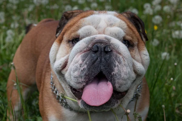 Bulldog Inglês Está Olhando Para Câmera Campo Dente Leão Flor — Fotografia de Stock
