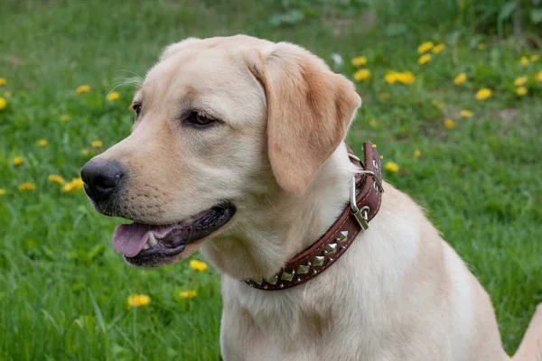 Labrador Retriever Bonito Está Sentado Prado Verde Animais Estimação Cão — Fotografia de Stock