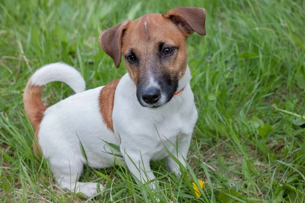 Carino Jack Russell Terrier Cucciolo Vicino Animali Compagnia Primavera Risveglio — Foto Stock