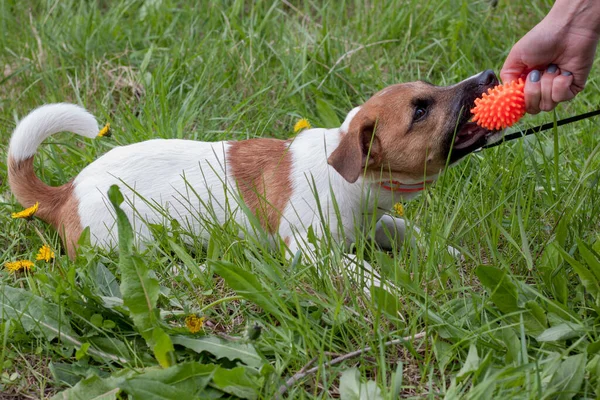 Söt Jack Russell Terrier Valp Leker Med Sin Ägare Hundleksak — Stockfoto