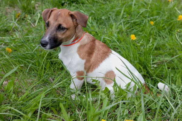 Mignon Chiot Jack Russell Terrier Est Assis Dans Une Herbe — Photo