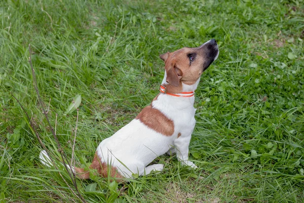 Bonito Cachorro Jack Russell Terrier Está Sentado Prado Verde Animais — Fotografia de Stock